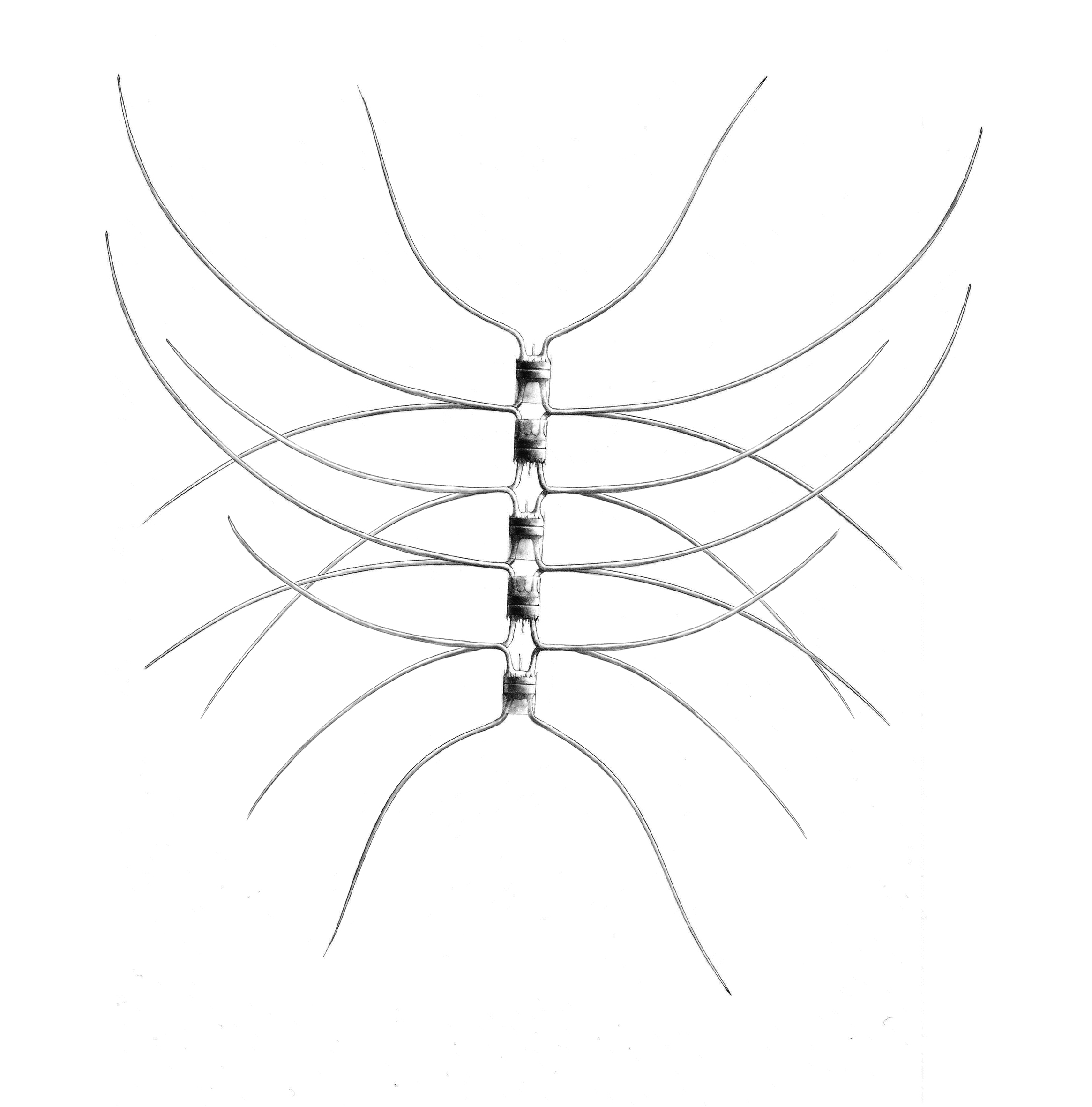 Dictyocha speculum